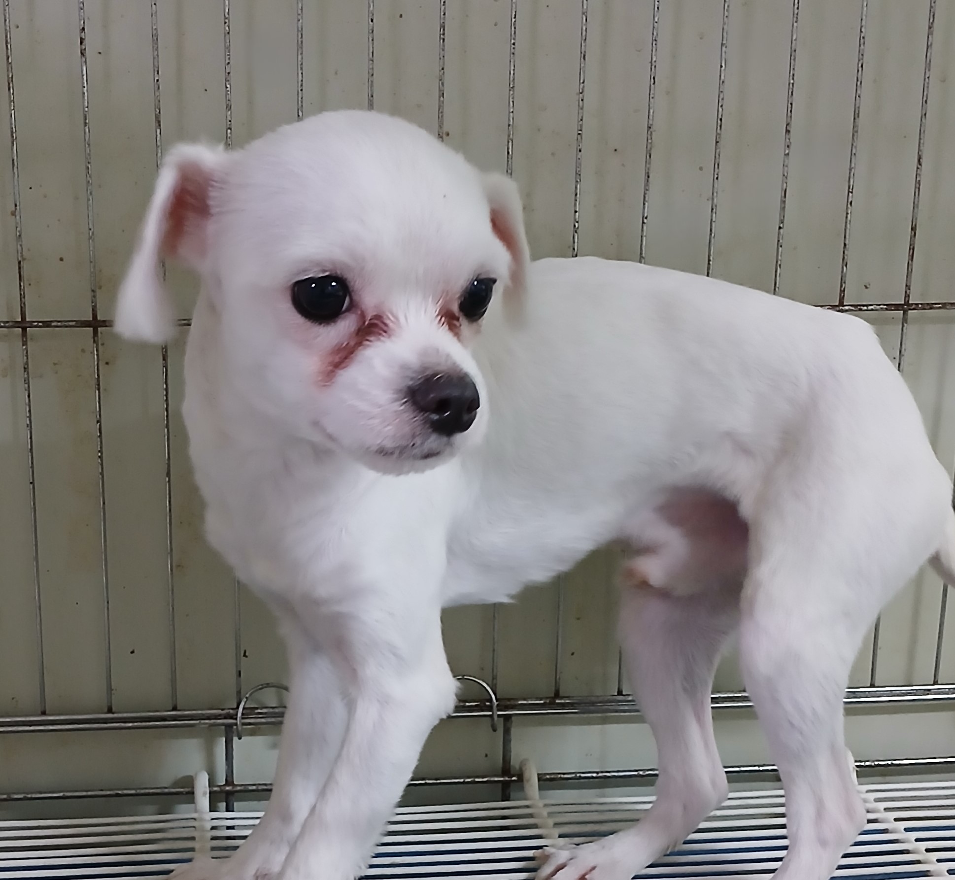 대구유기동물보호협회_427344202500014