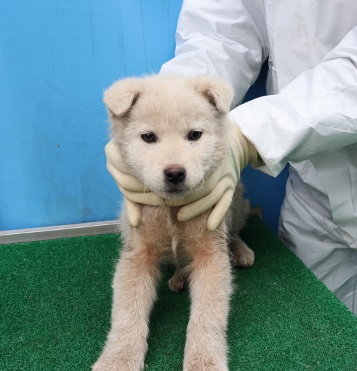 제주 동물보호센터_450650202500343