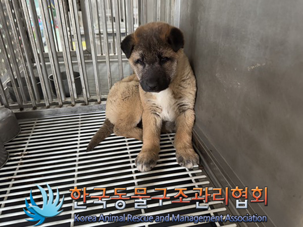 한국동물구조관리협회_411311202500014
