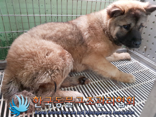 한국동물구조관리협회_411311202500016