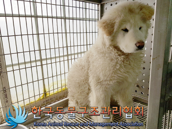 한국동물구조관리협회_411311202500017