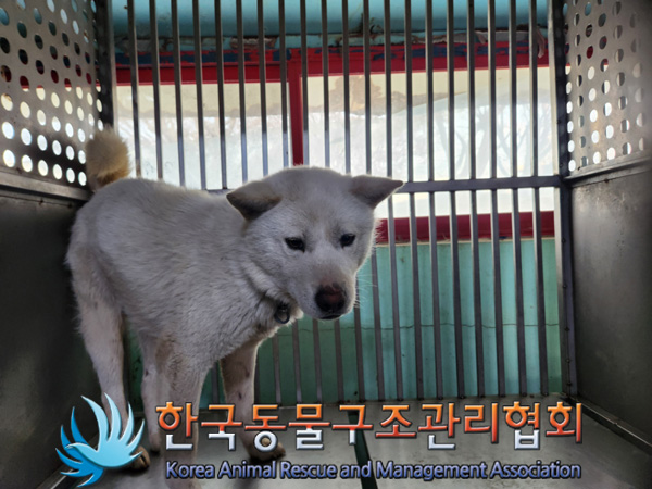 한국동물구조관리협회_441414202500051