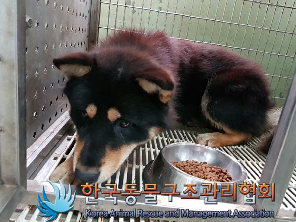 한국동물구조관리협회_411323202500011