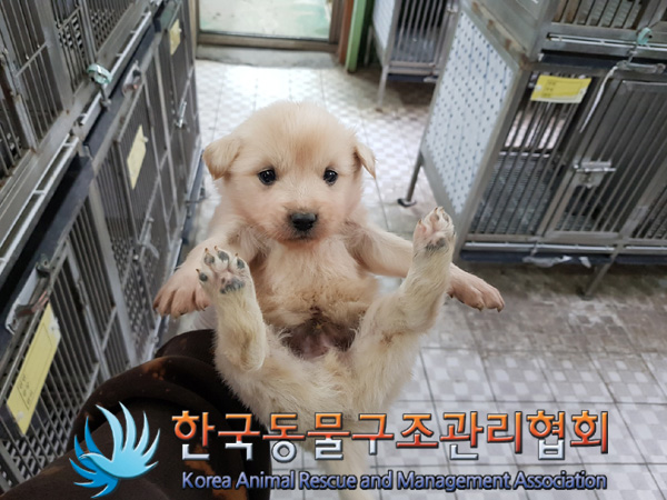 한국동물구조관리협회_441560202500141