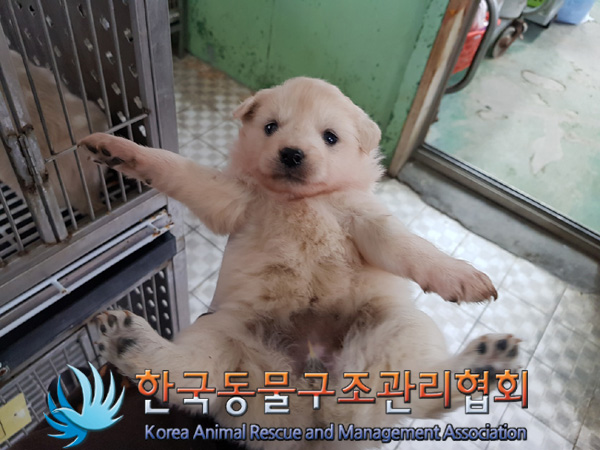 한국동물구조관리협회_441560202500139
