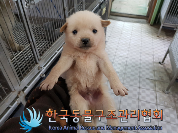 한국동물구조관리협회_441560202500140
