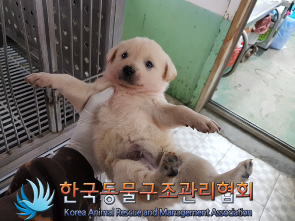 한국동물구조관리협회_441560202500138