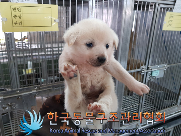 한국동물구조관리협회_441560202500142