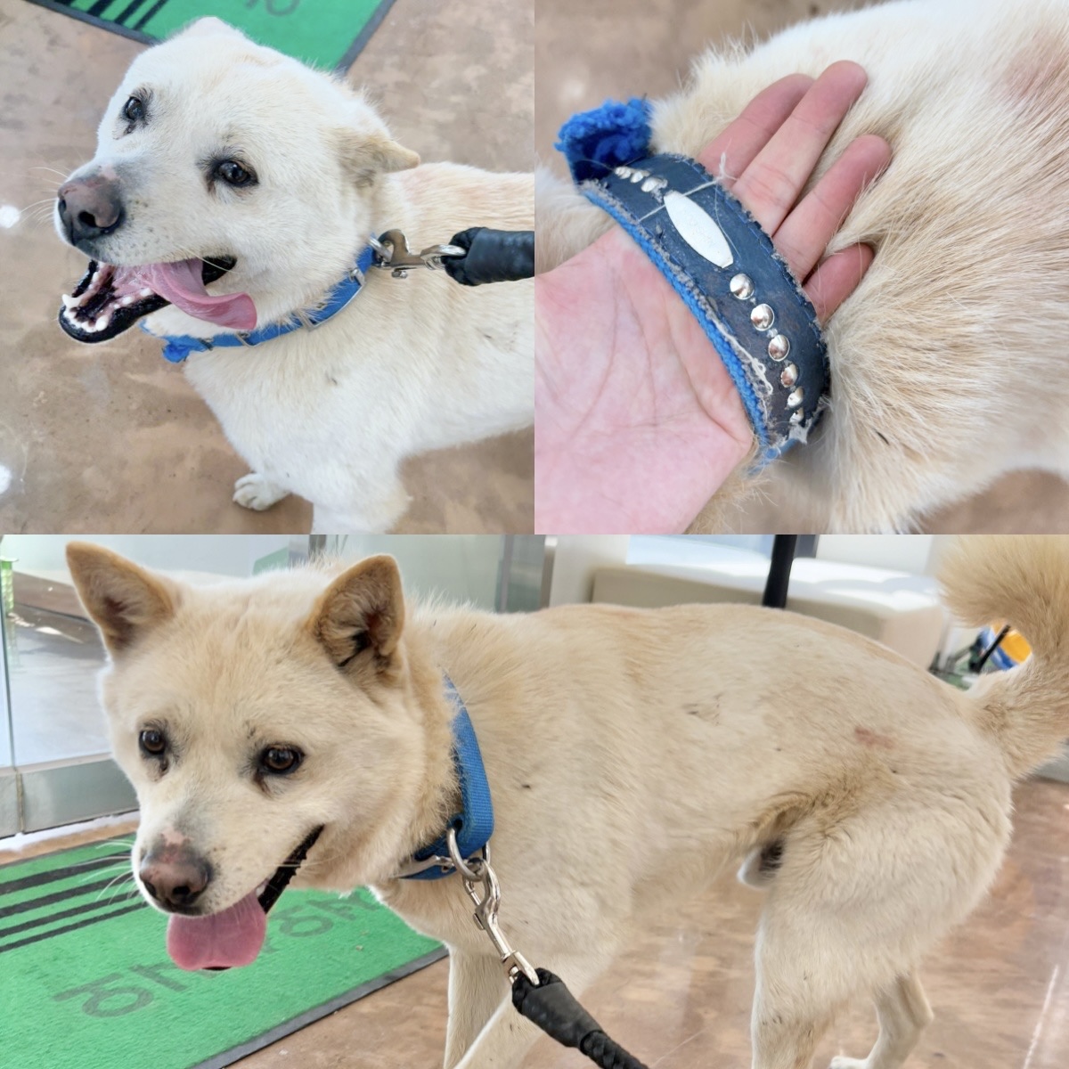경주동물사랑보호센터_447505202500120
