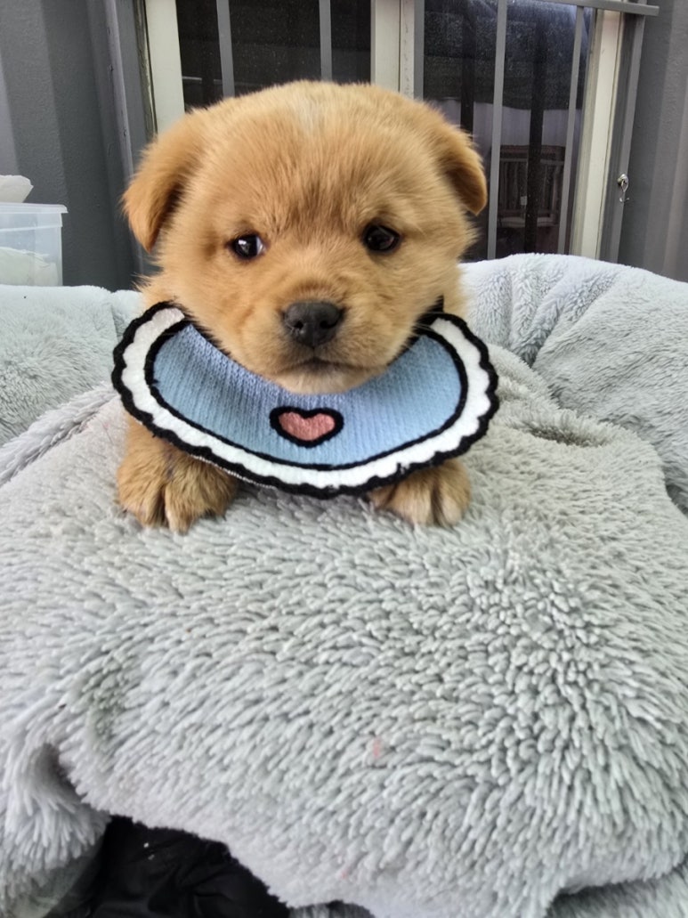 밀양시 동물보호센터_448536202500114