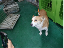 (사)동물보호관리협회_448535202500058