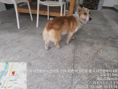 대전동물보호센터_430365202500019