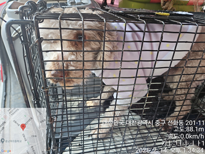 대전동물보호센터_430365202500022