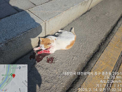 종료(안락사) 한국…