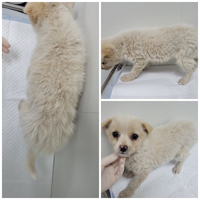 논산시 동물보호센터_444454202500092