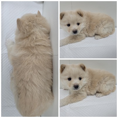 논산시 동물보호센터_444454202500095