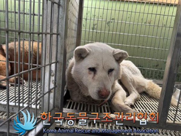 한국동물구조관리협회_441560202500147