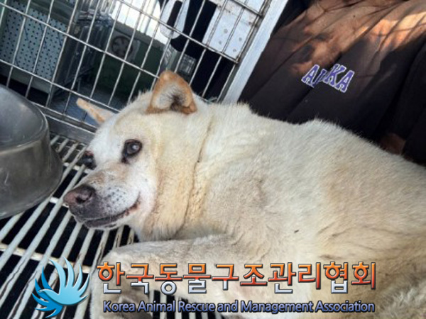 한국동물구조관리협회_441406202500067
