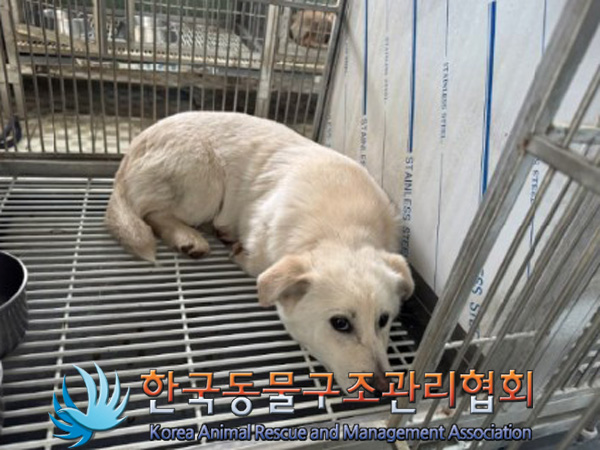 한국동물구조관리협회_441560202500145