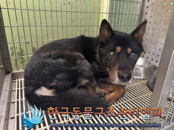 종료(반환) 믹스견…