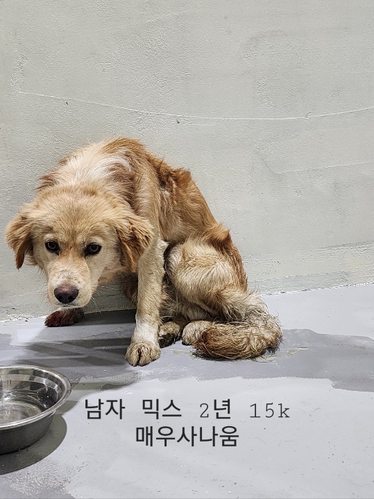 종료(안락사) 믹스…