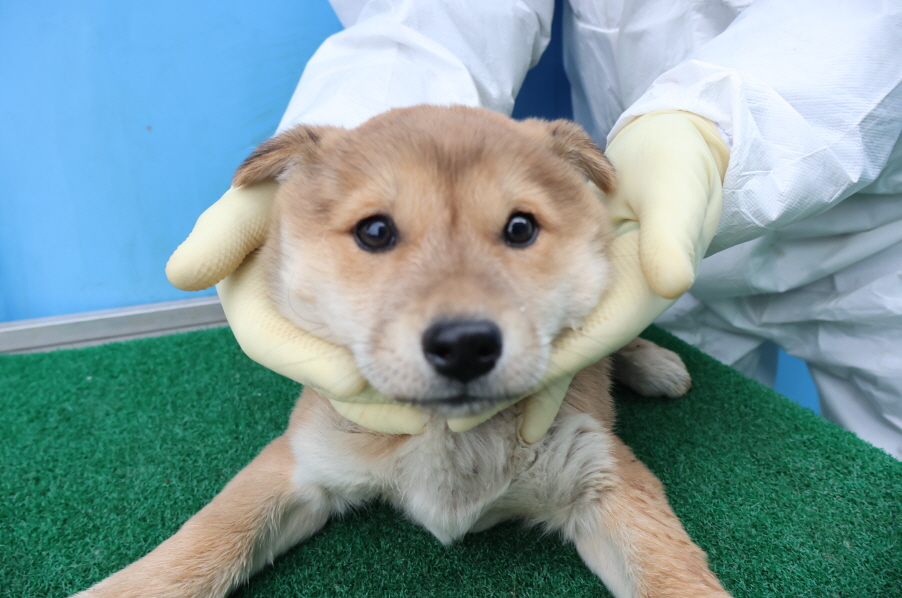 제주 동물보호센터_450650202500351