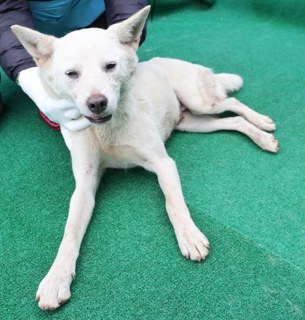 제주 동물보호센터_450650202500359