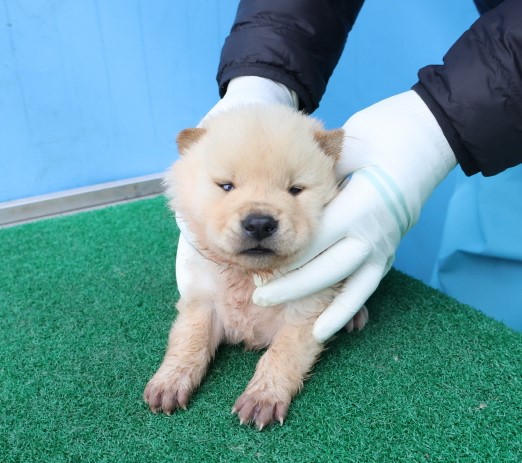 제주 동물보호센터_450650202500352