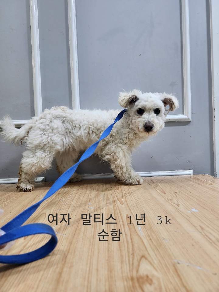 옥천동물병원_443443202500045