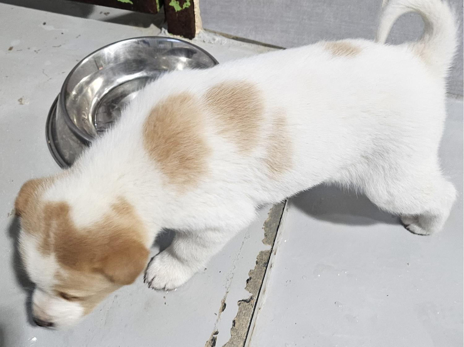 울진군동물보호센터_447525202500053