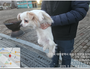 종료(입양) 믹스견…