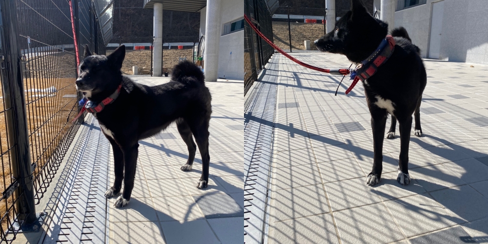 구미시 동물보호센터_447508202500058