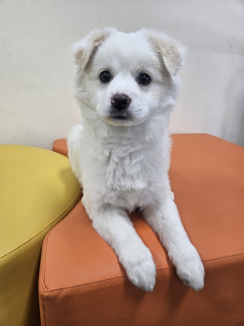 아산동물복지지원센터_444452202500155