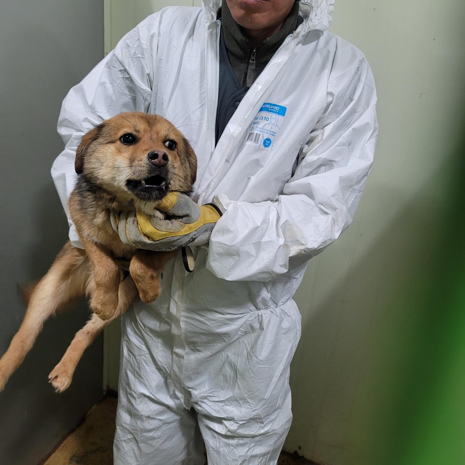 평택시유기동물보호소_441391202500238