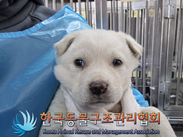 종료(안락사) 믹스…