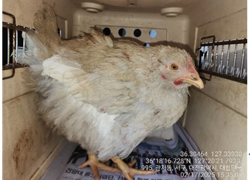 대전동물보호센터_430366202500031