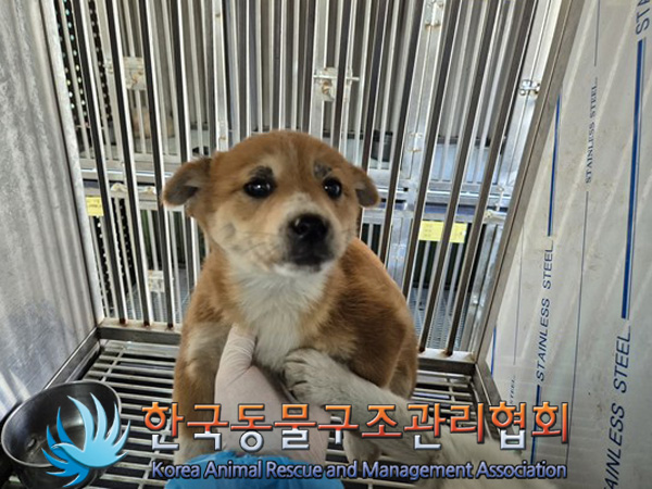 한국동물구조관리협회_441409202500108