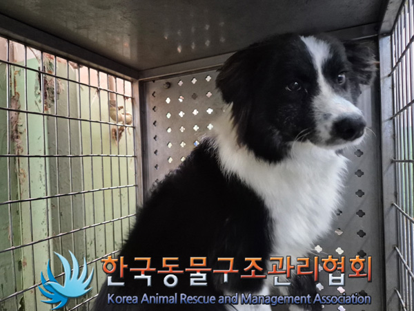 한국동물구조관리협회_441406202500068