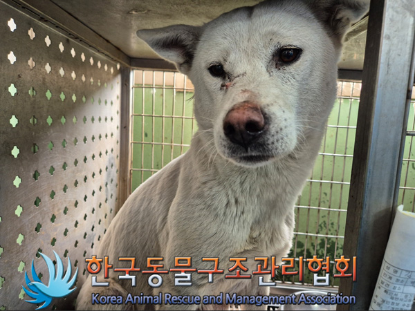 한국동물구조관리협회_441406202500070