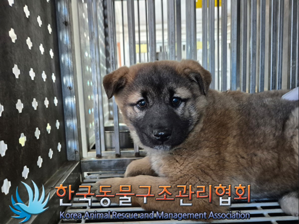 한국동물구조관리협회_441406202500083