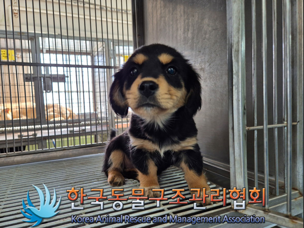 한국동물구조관리협회_441414202500054
