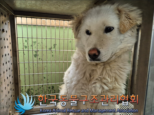 종료(안락사) 믹스…