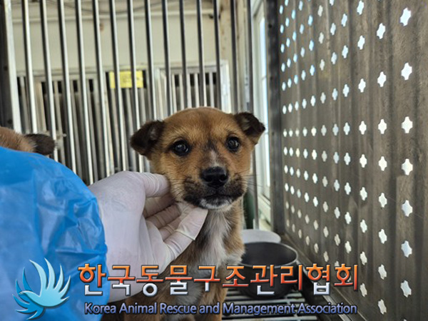 한국동물구조관리협회_441409202500109