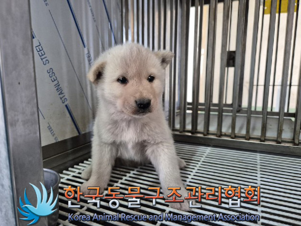 한국동물구조관리협회_441406202500078