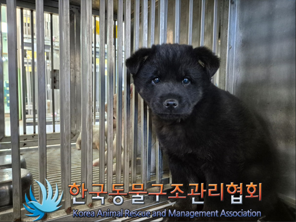 한국동물구조관리협회_441406202500080