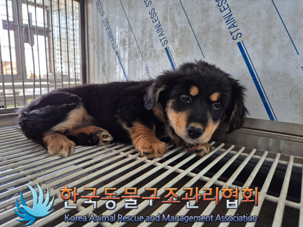 한국동물구조관리협회_441414202500053