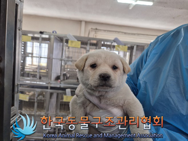 한국동물구조관리협회_441406202500079