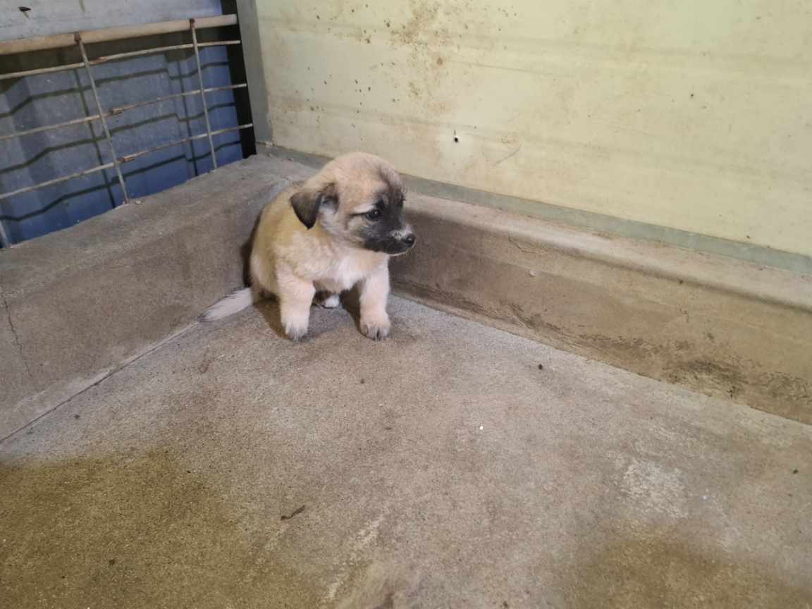 고흥군임시보호센터_446488202500027