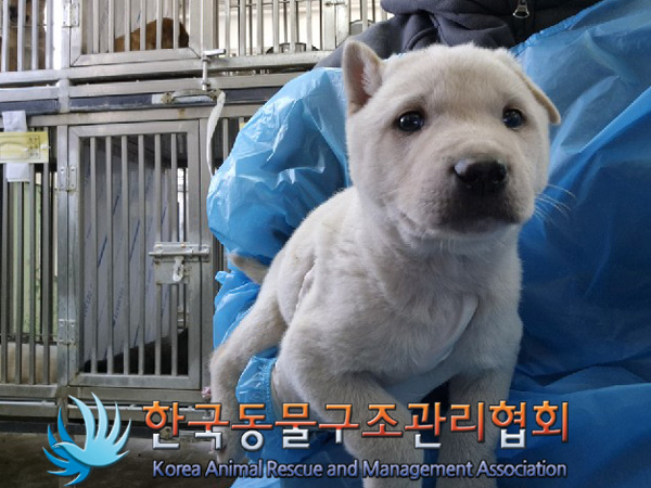 종료(안락사) 믹스…