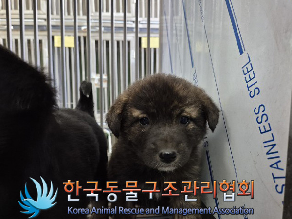 한국동물구조관리협회_441409202500114